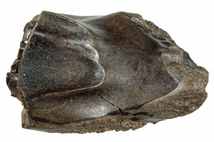Fossil Dinosaur (Triceratops) Shed Tooth - Montana #288096
